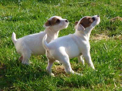 PRT Welpen Calle + Cleo