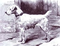 Parson Russell Terrier